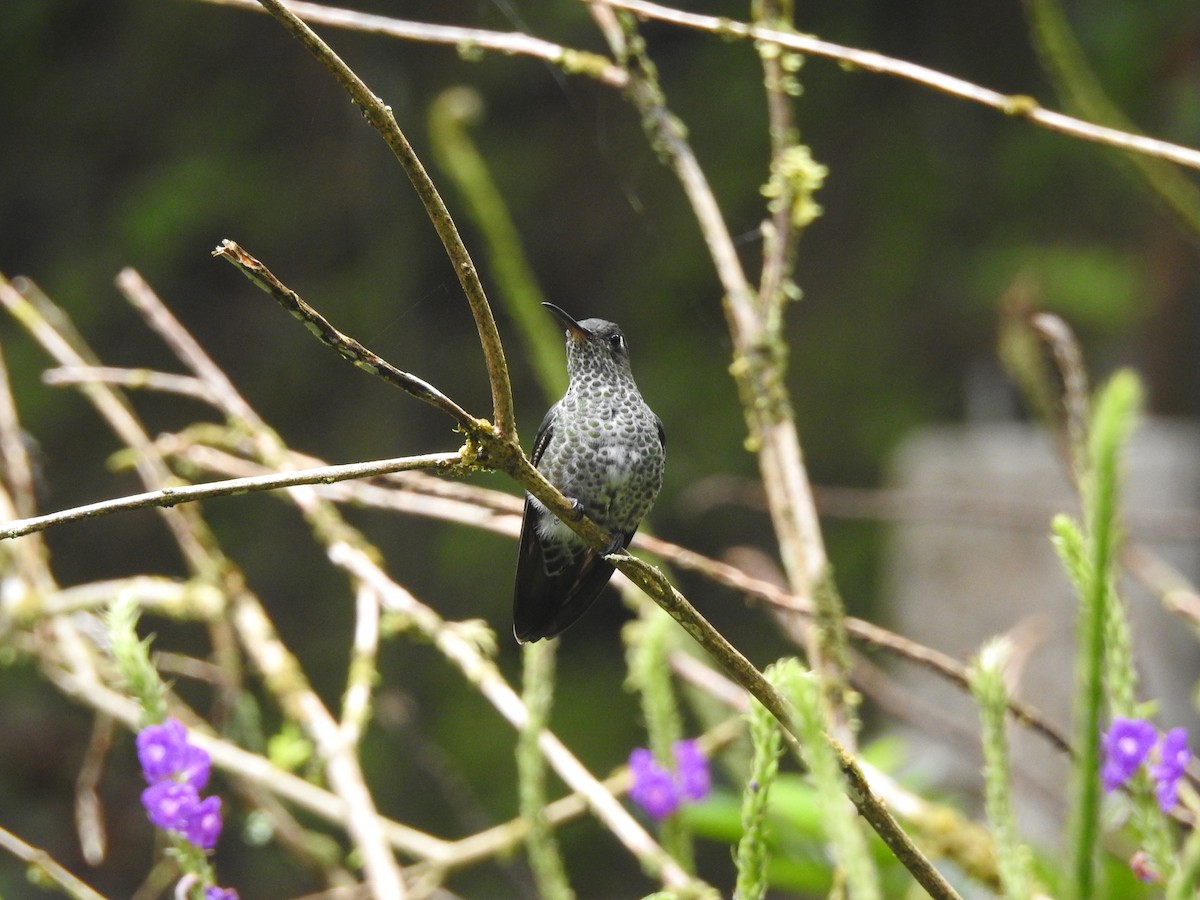 Many-spotted Hummingbird - David Hilgeman