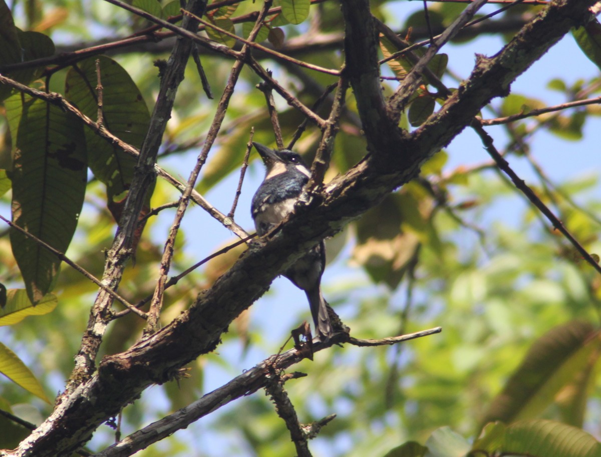 Black-breasted Puffbird - ML616051092