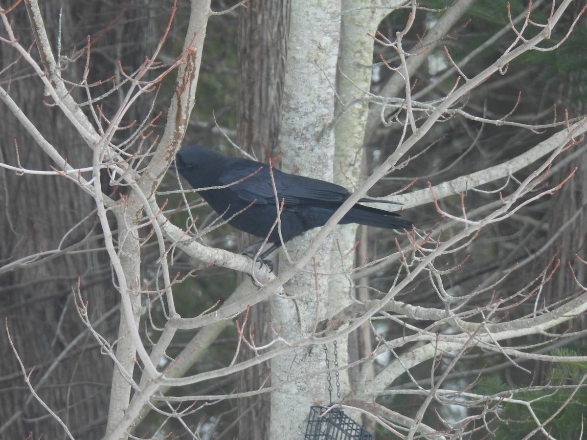 American Crow - ML616051118