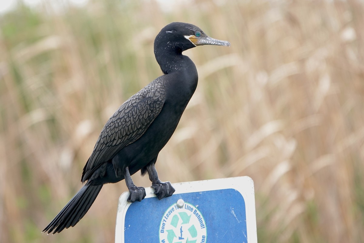 Neotropic Cormorant - ML616051121