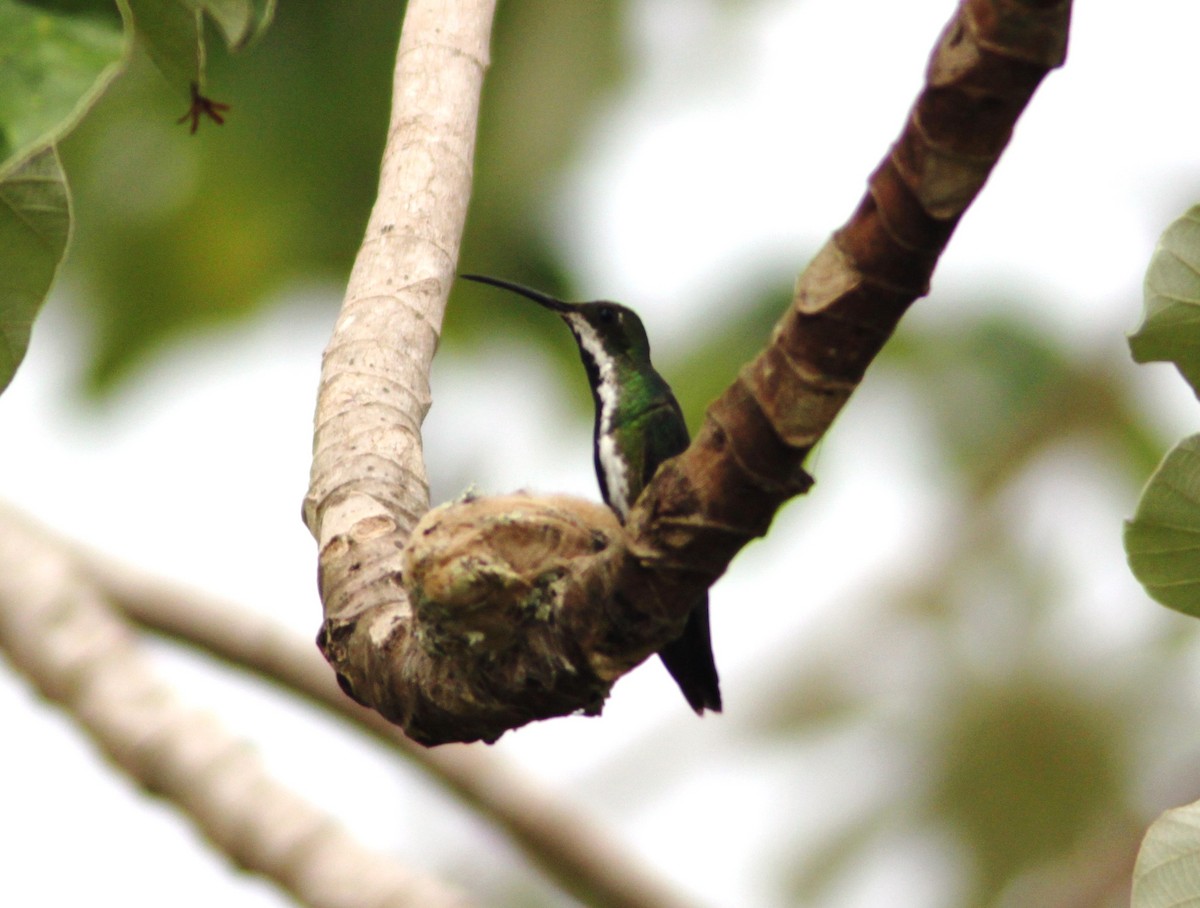 kolibřík tropický - ML616051129
