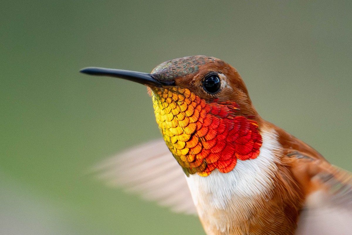 Rufous Hummingbird - Nancy Christensen