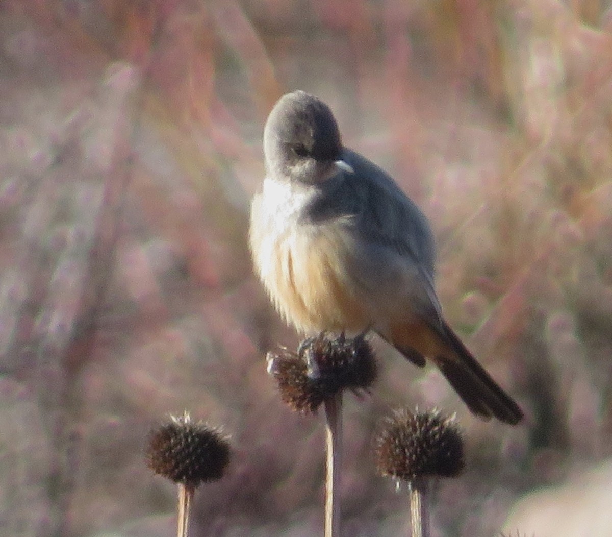 Say's Phoebe - Claire Weiser