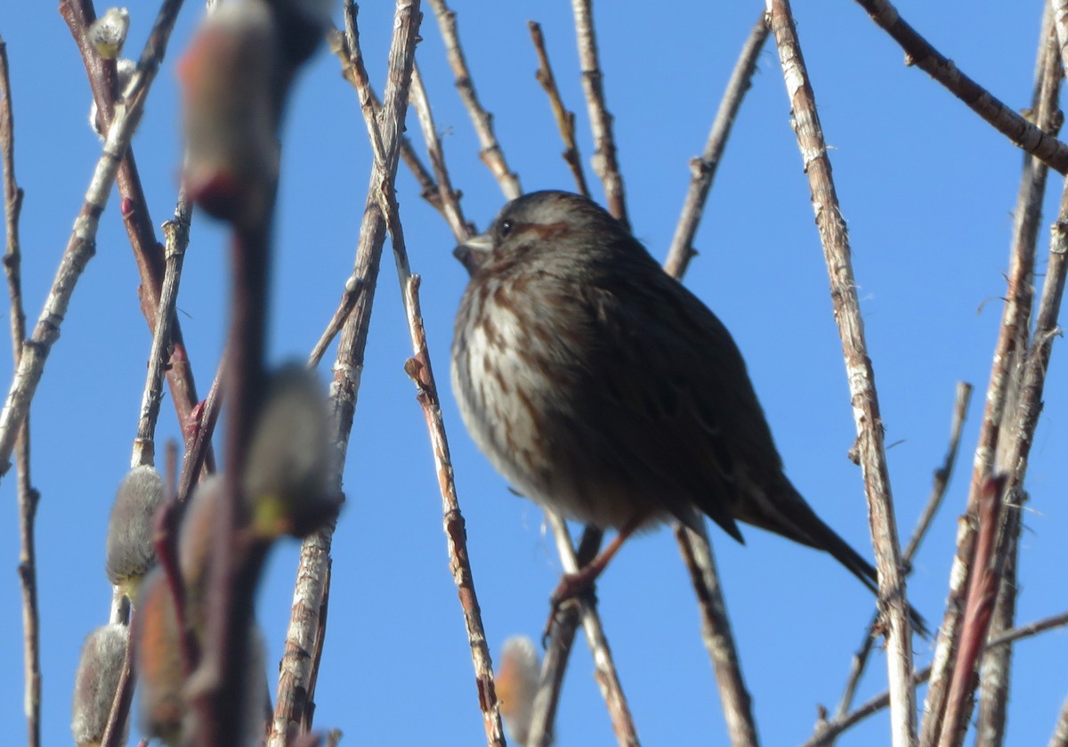 Song Sparrow - ML616051187