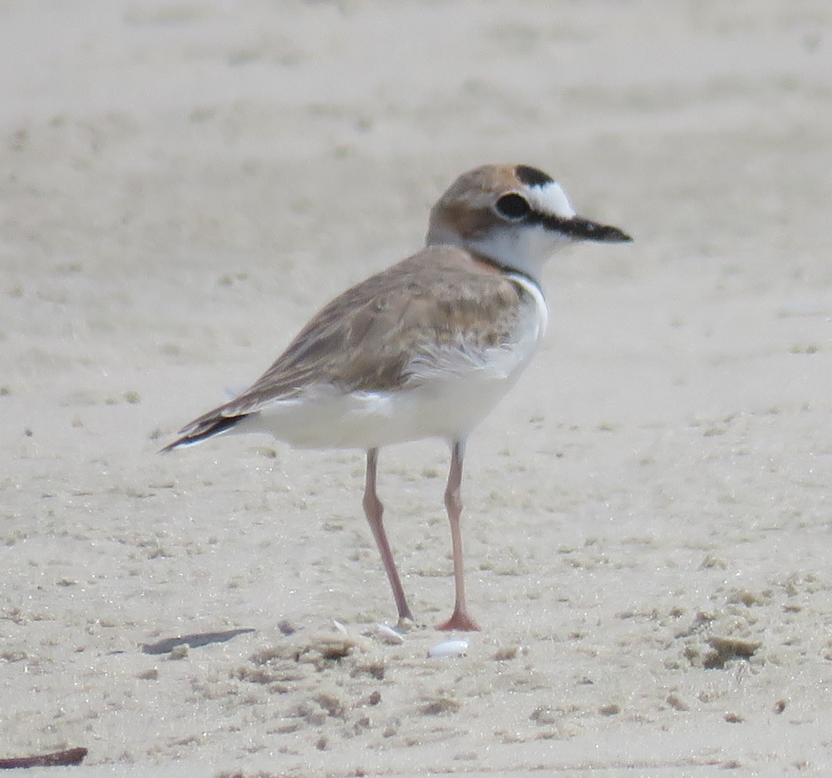 Collared Plover - ML616051233