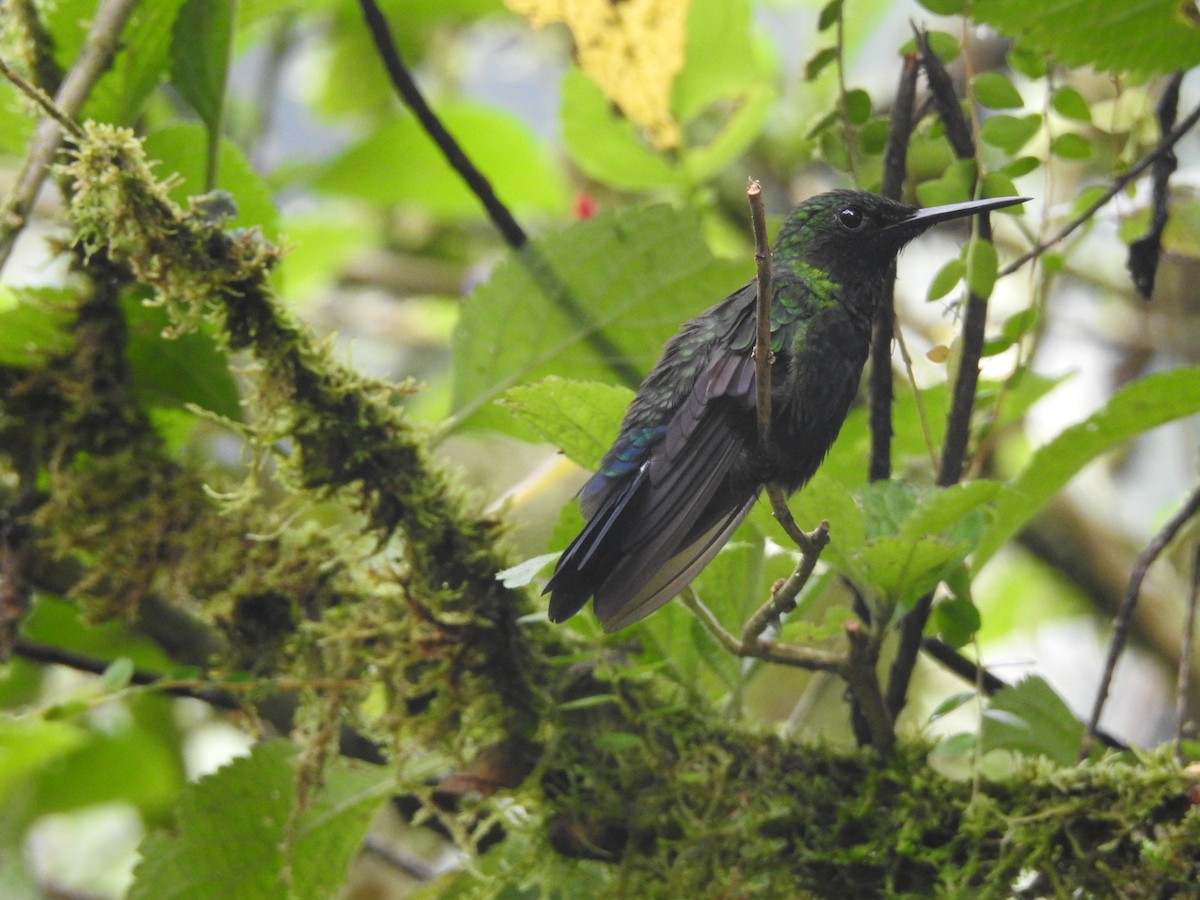 Black-throated Brilliant - David Hilgeman