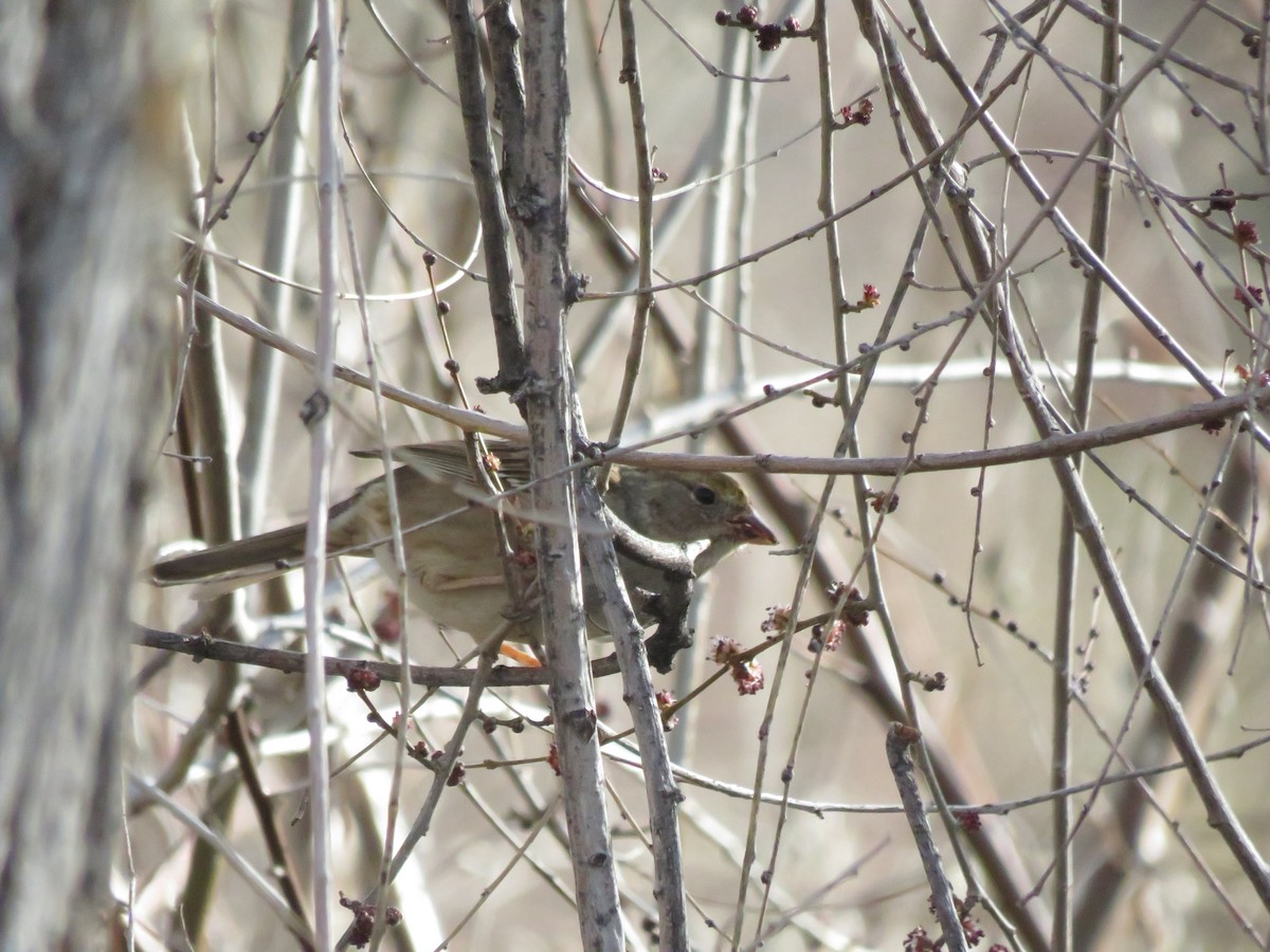 Golden-crowned Sparrow - Eric  Newton