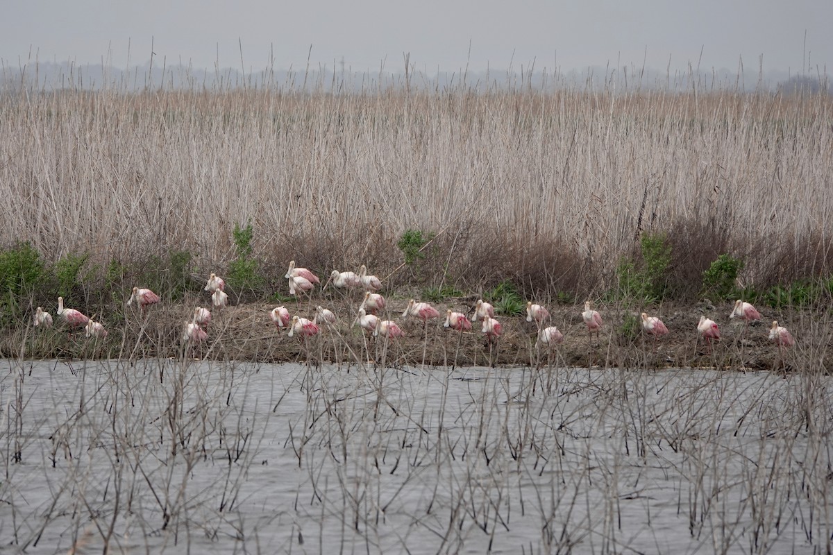 Roseate Spoonbill - ML616051275