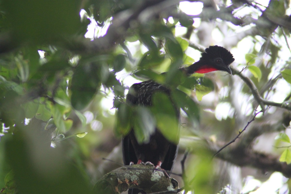 Crested Guan - ML616051354