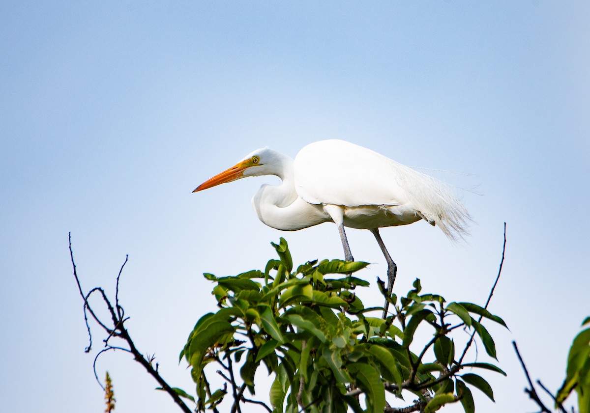 Great Egret - Rick Zapf