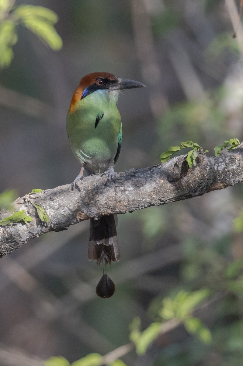 Russet-crowned Motmot - ML616051385