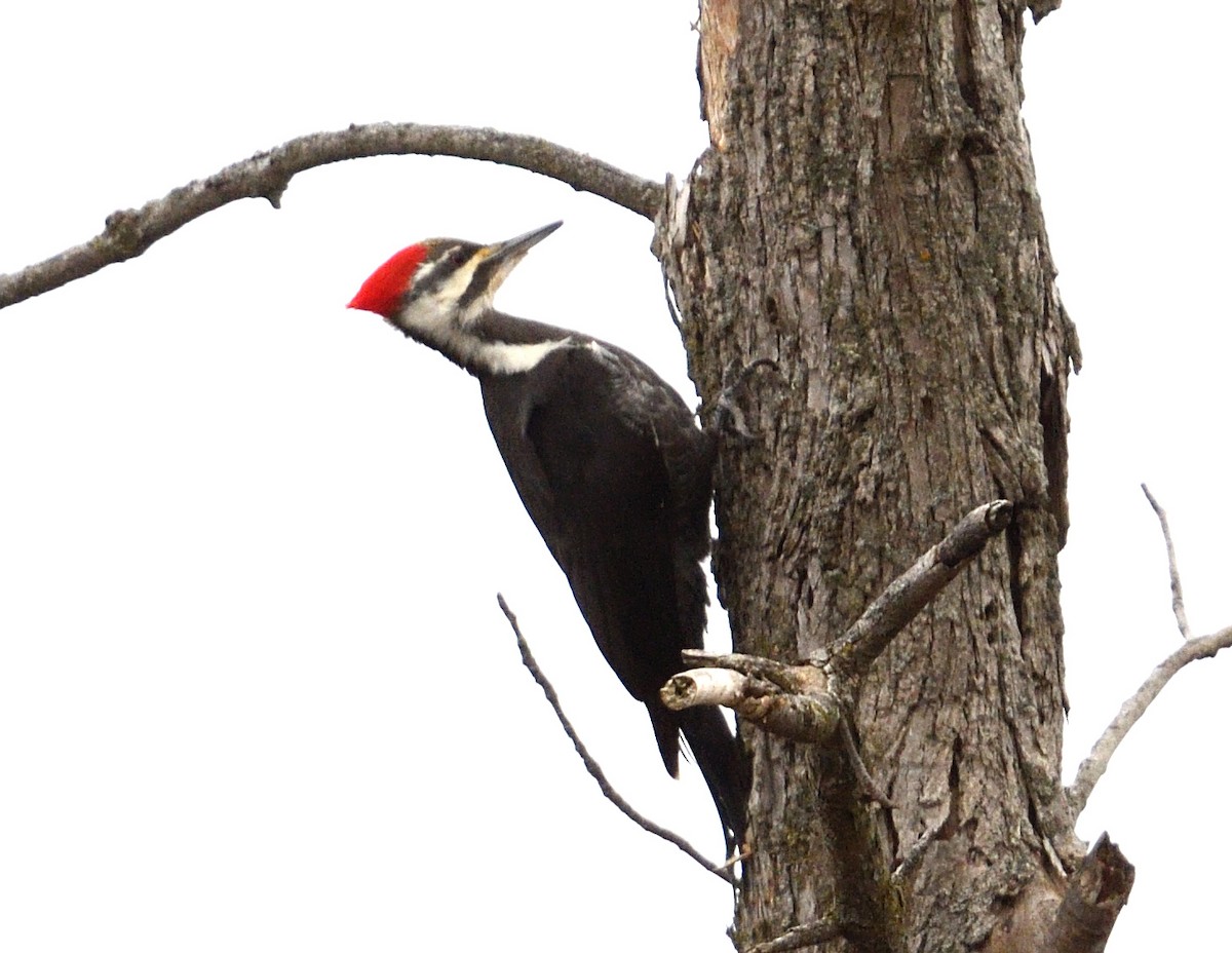 Pileated Woodpecker - ML616051403