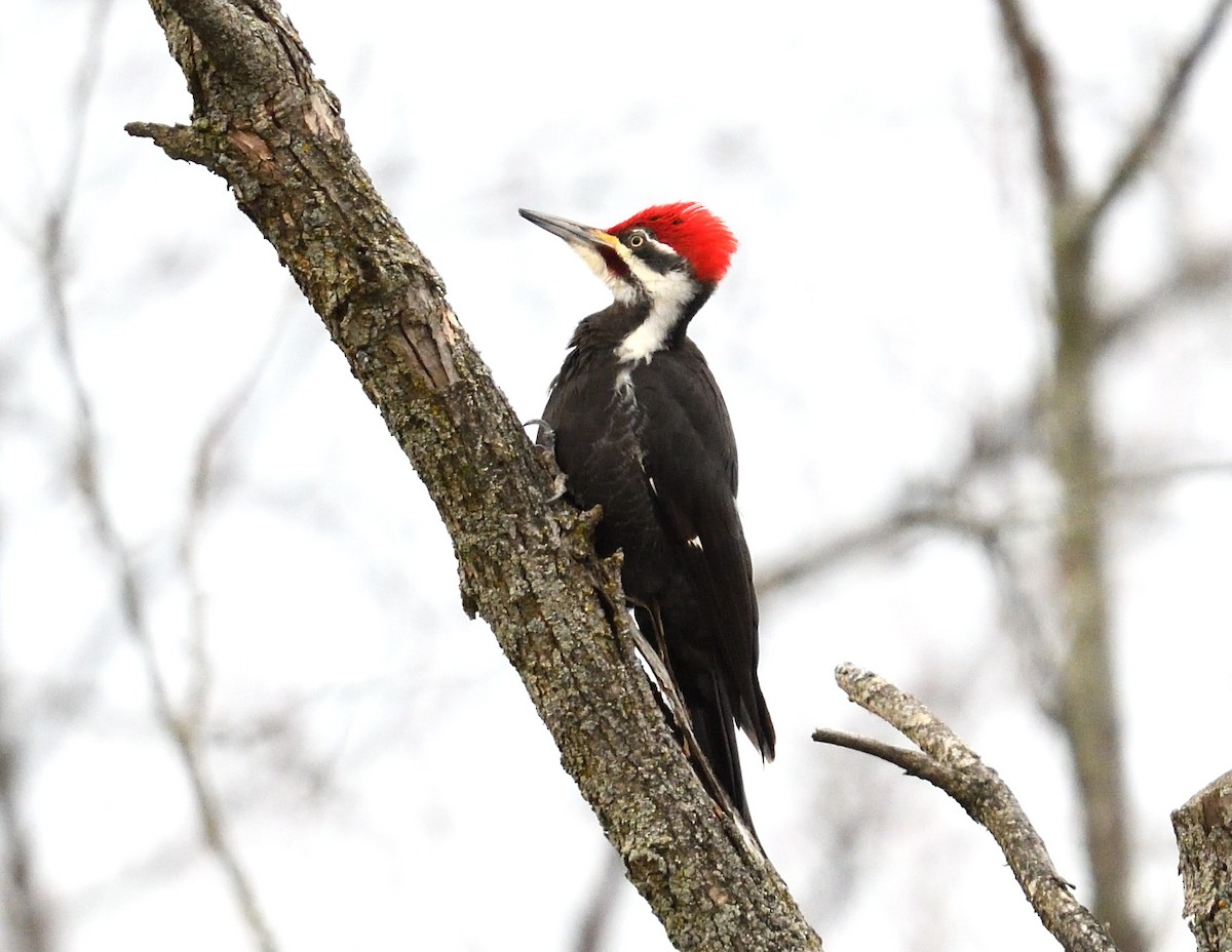 Pileated Woodpecker - ML616051420