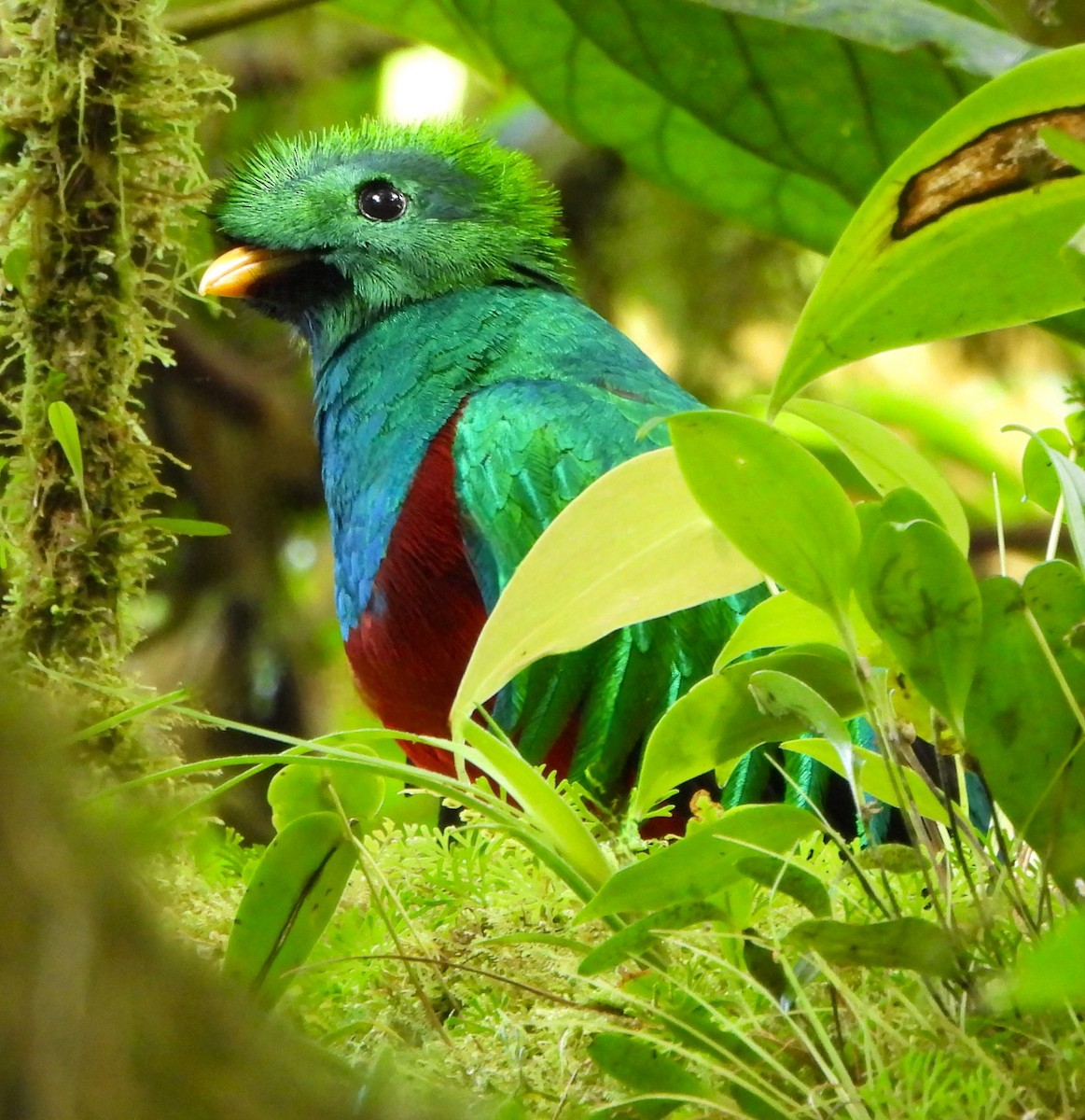 Resplendent Quetzal - ML616051425