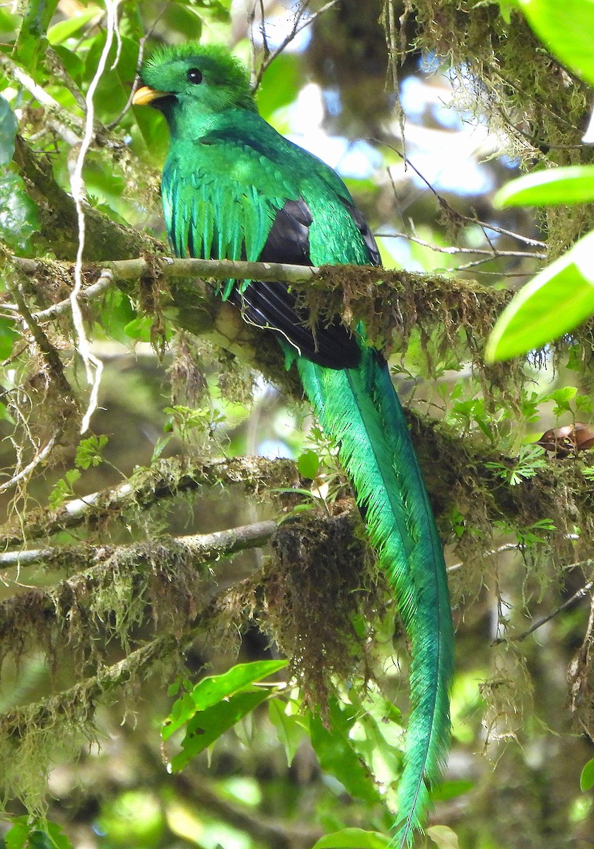 Resplendent Quetzal - ML616051426