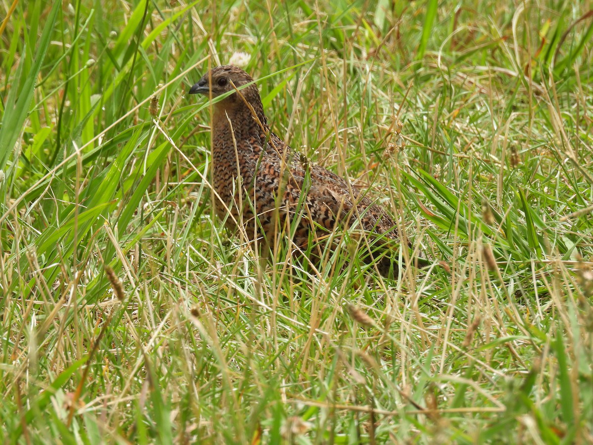 Brown Quail - Rose Ferrell