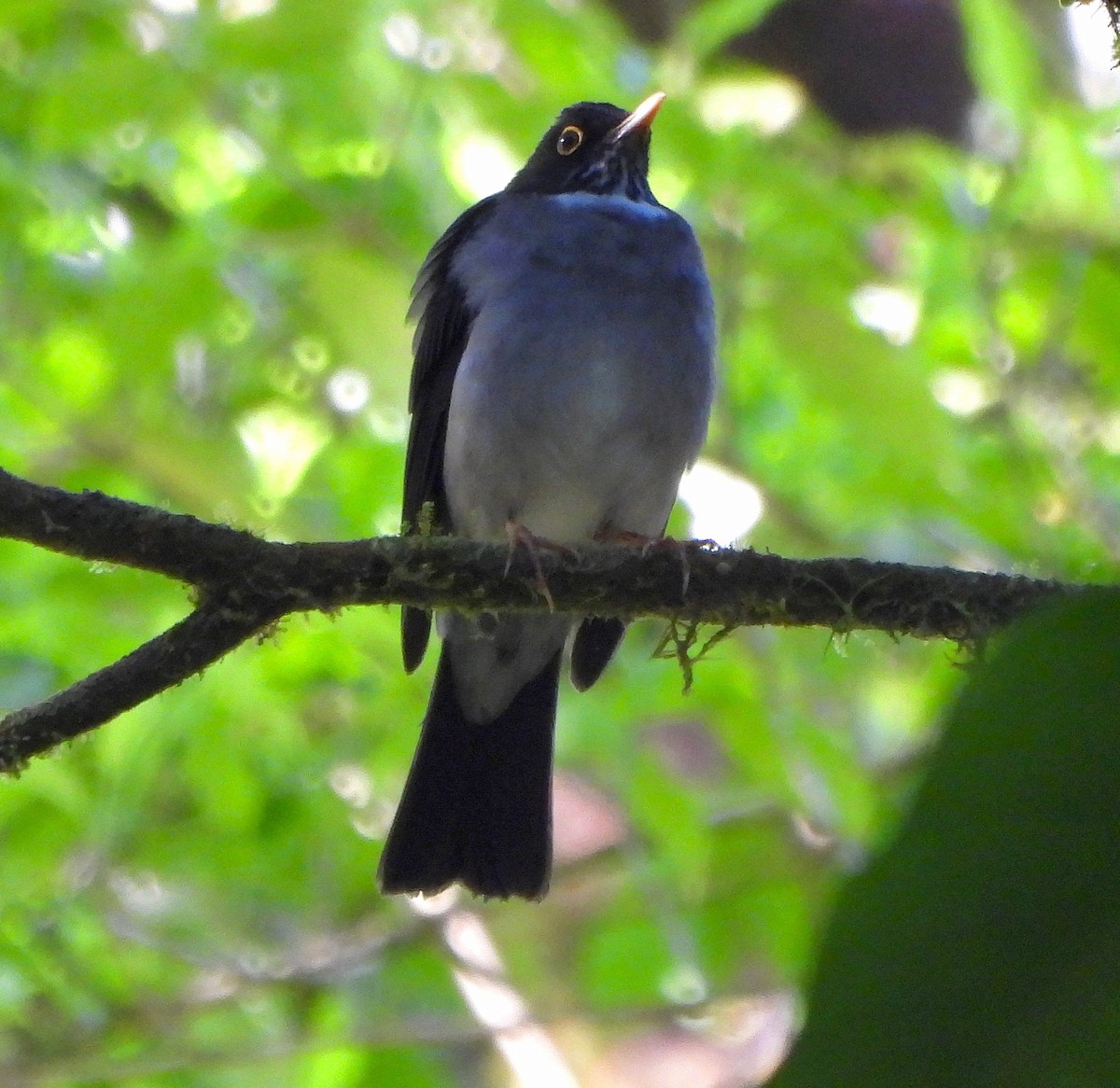 White-throated Thrush - Steven C