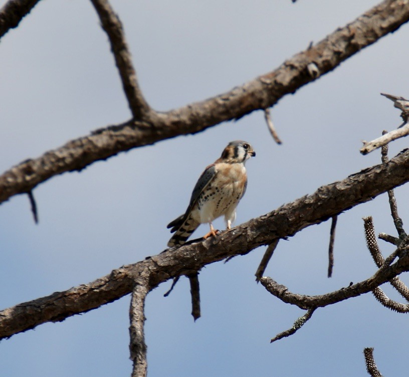 American Kestrel - ML616051512