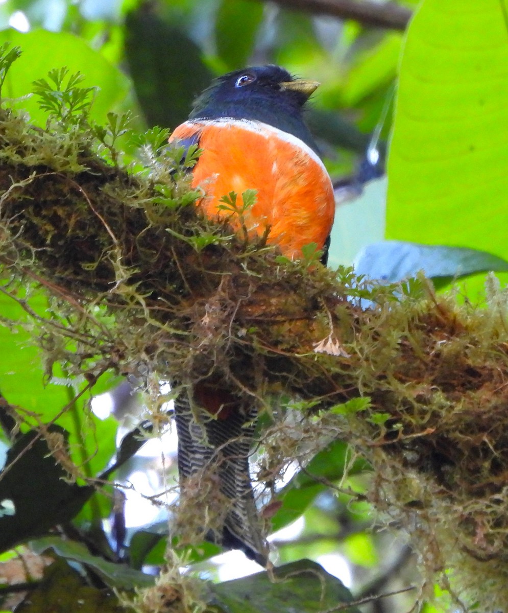 Halkalı Trogon (aurantiiventris/underwoodi) - ML616051522