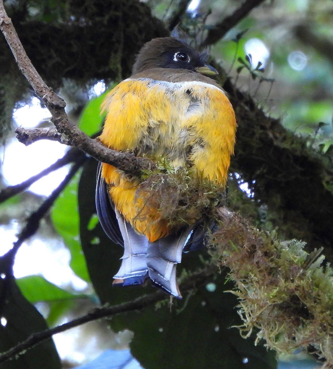 Halkalı Trogon (aurantiiventris/underwoodi) - ML616051524