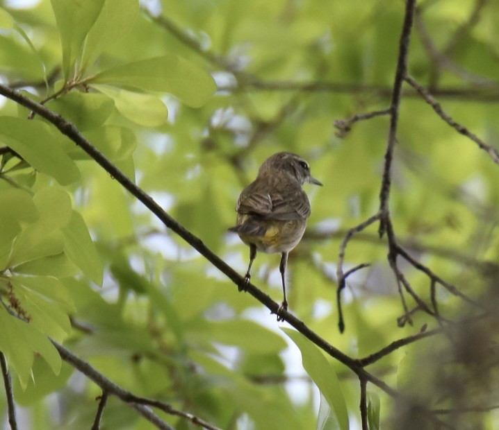 Palm Warbler - Stacy Elliott