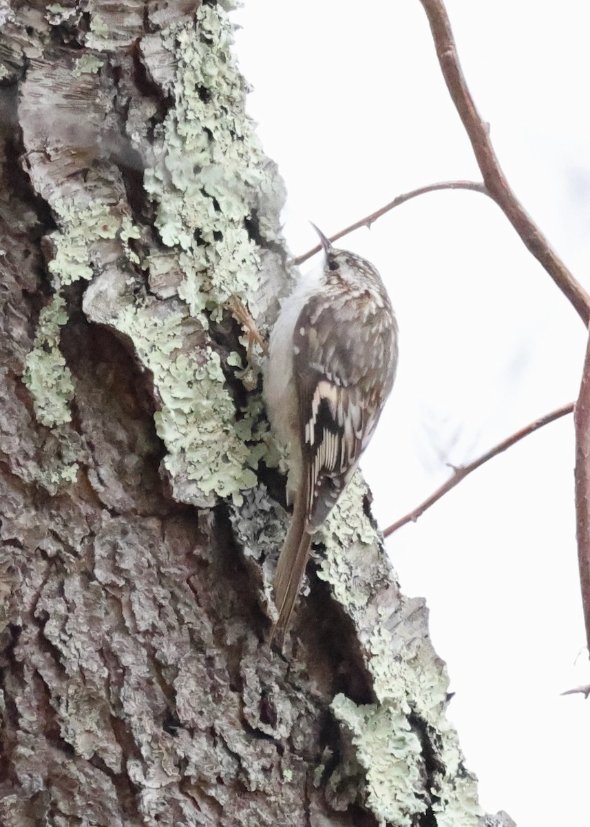 Brown Creeper - ML616051561