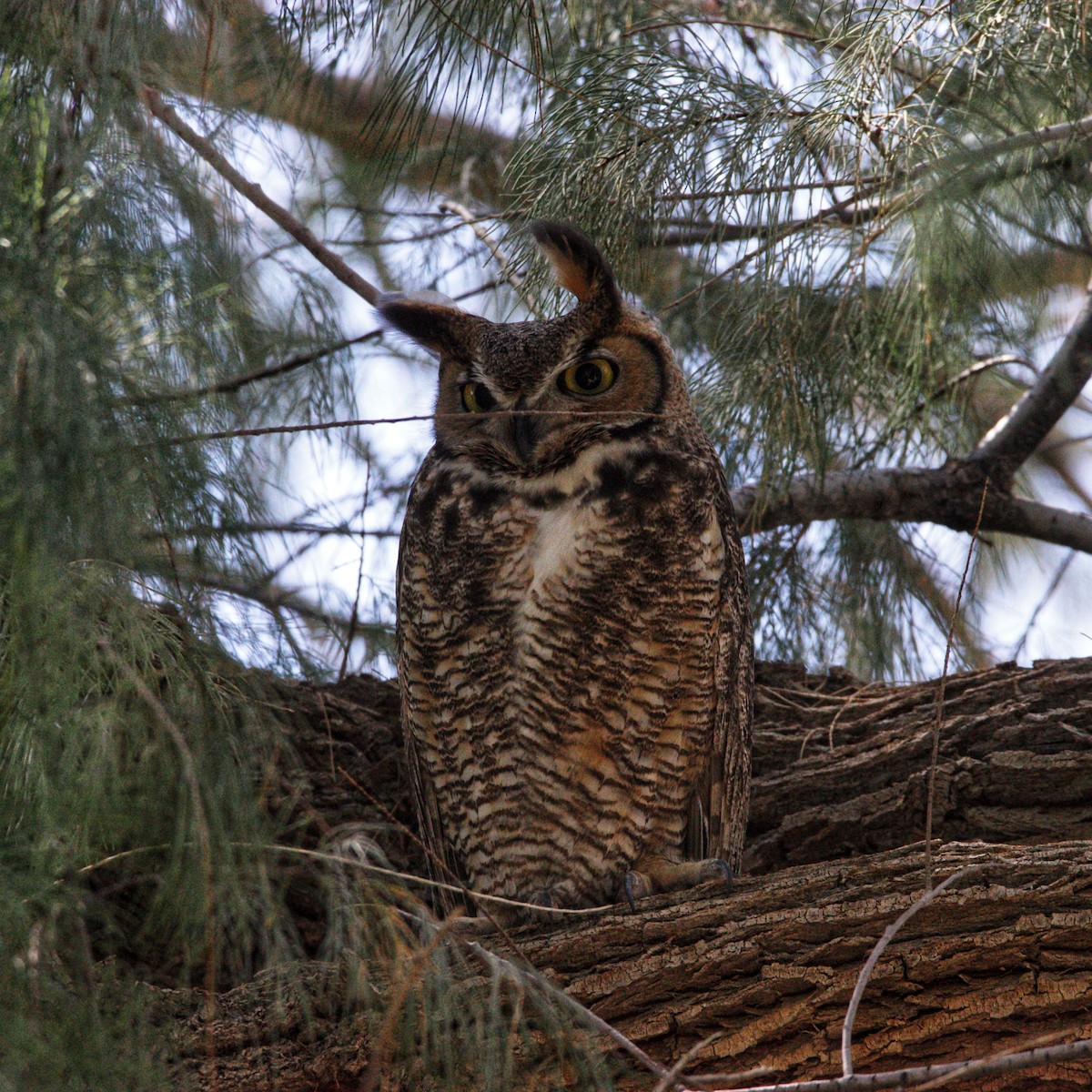 Great Horned Owl - Abraham Bowring