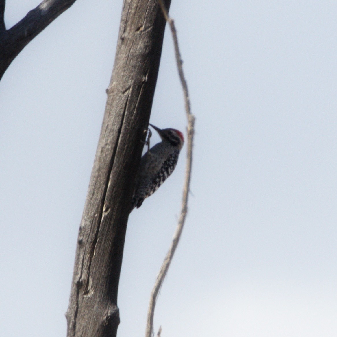 Ladder-backed Woodpecker - ML616051586