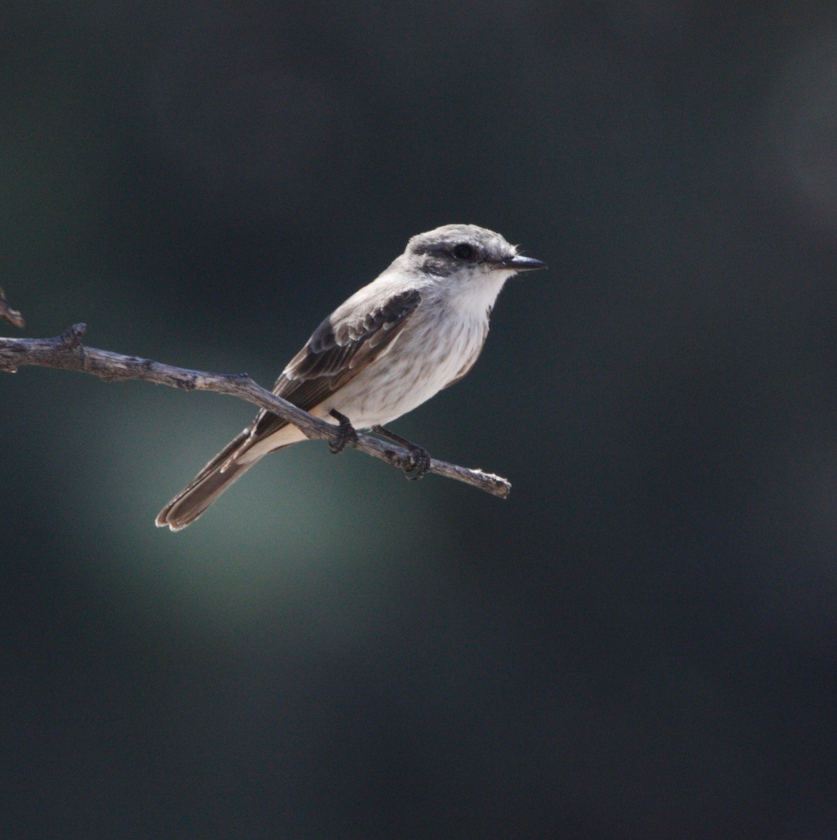 Vermilion Flycatcher - ML616051592