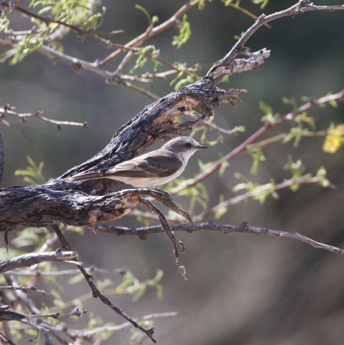 Vermilion Flycatcher - ML616051593