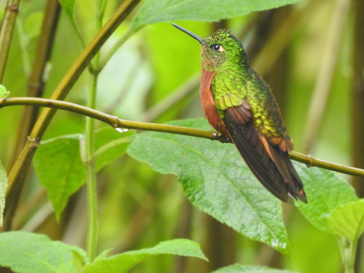 Chestnut-breasted Coronet - ML616051601