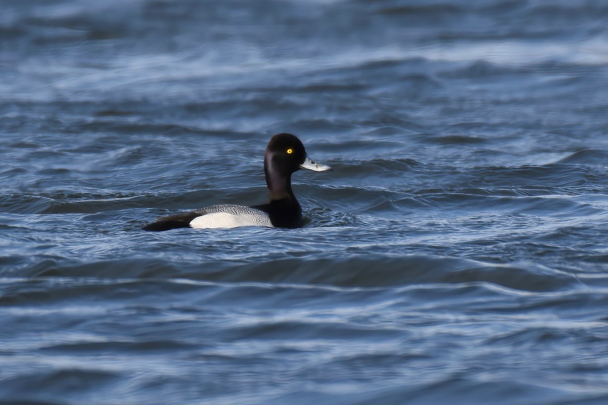 Lesser Scaup - ML616051606