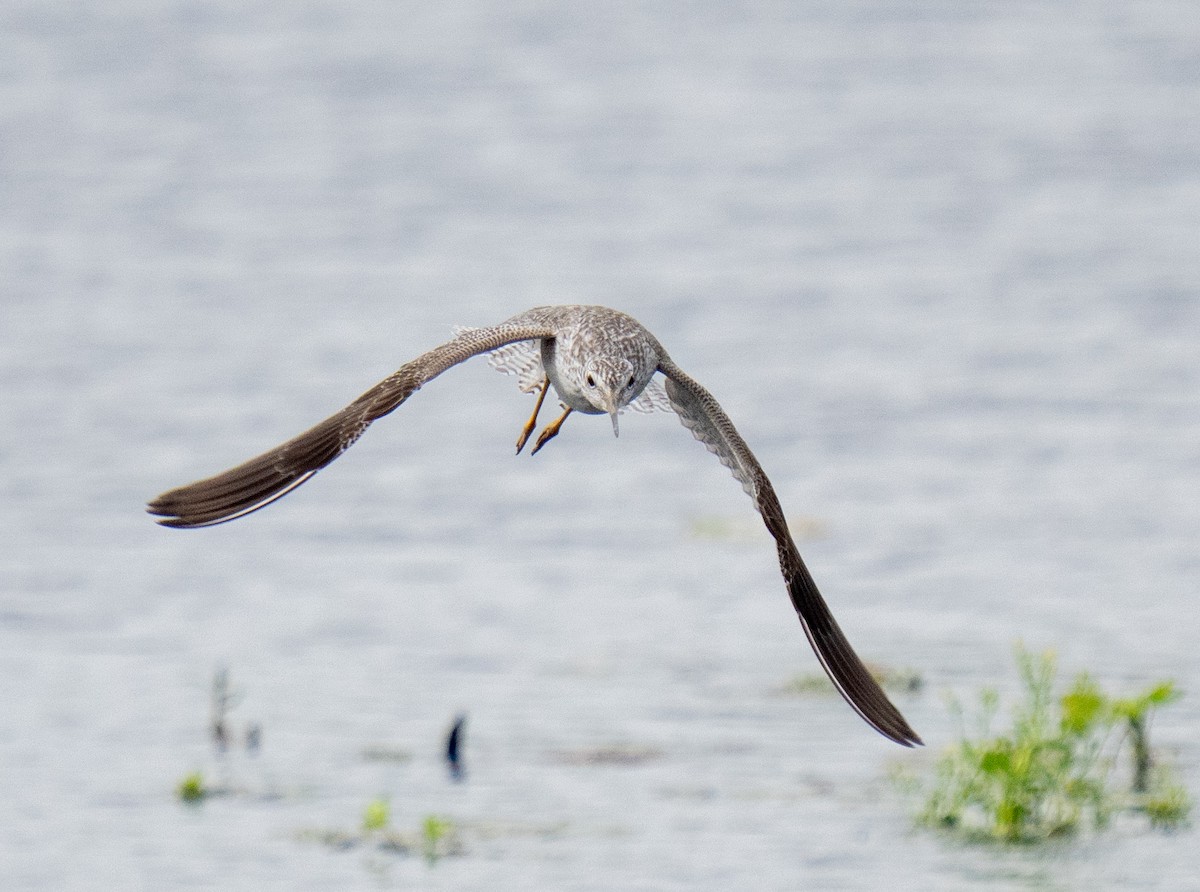 Greater Yellowlegs - ML616051610