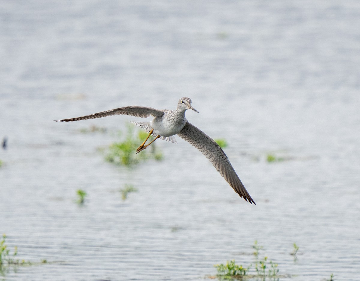 Greater Yellowlegs - ML616051614