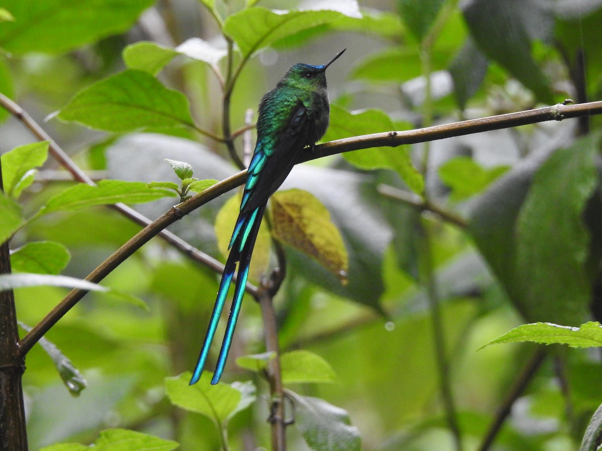 Long-tailed Sylph - David Hilgeman