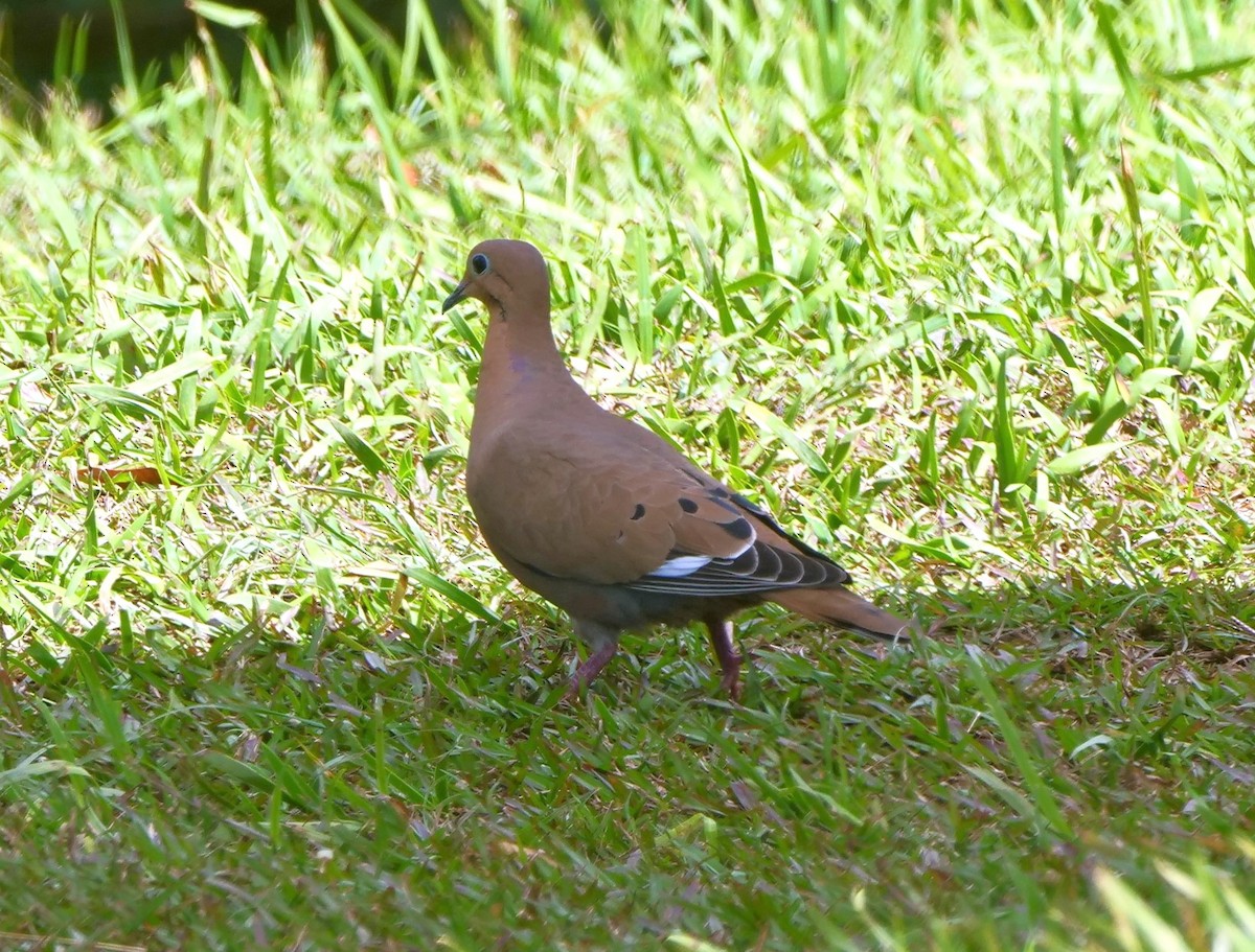 Zenaida Dove - Brett Hartl