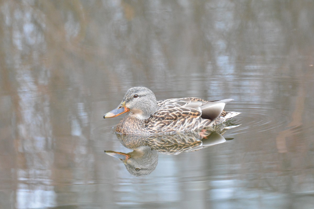 Mallard - Michael J Good