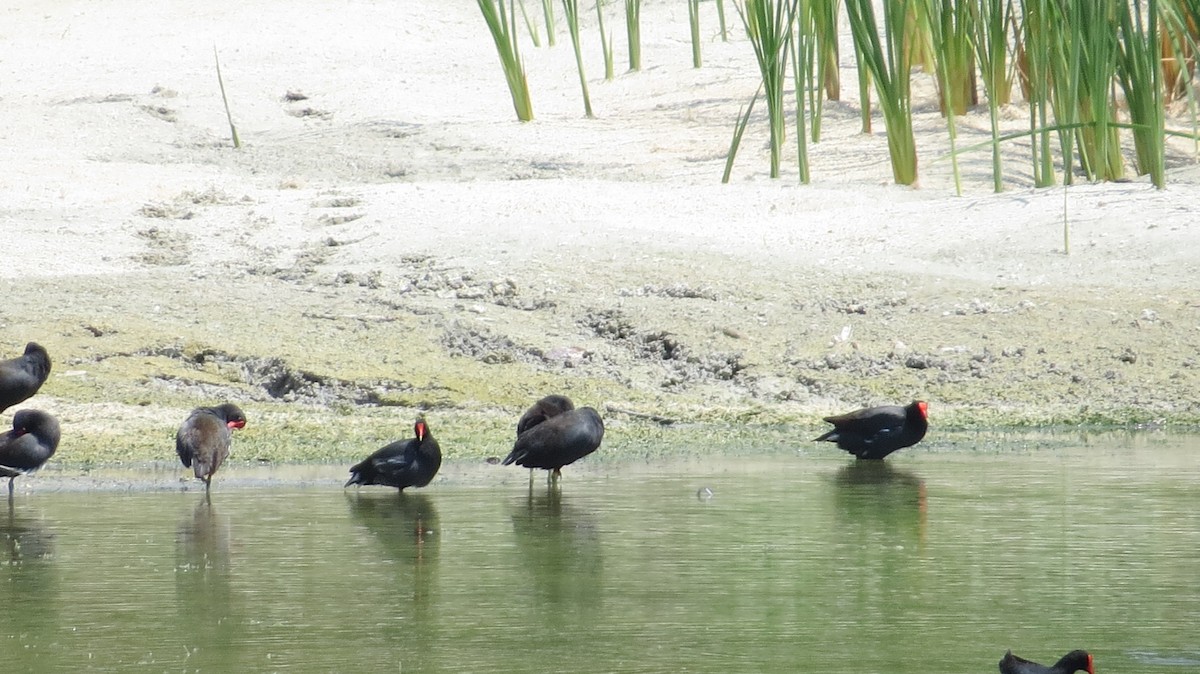 Common Gallinule - Anderson León Natera