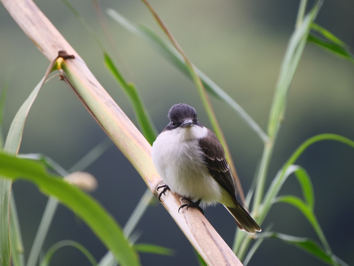 Loggerhead Kingbird - ML616051690