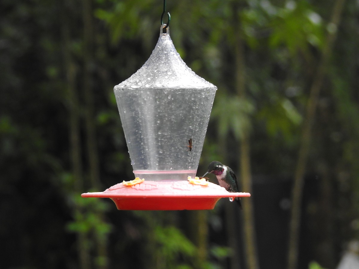 Colibri de Mulsant - ML616051692