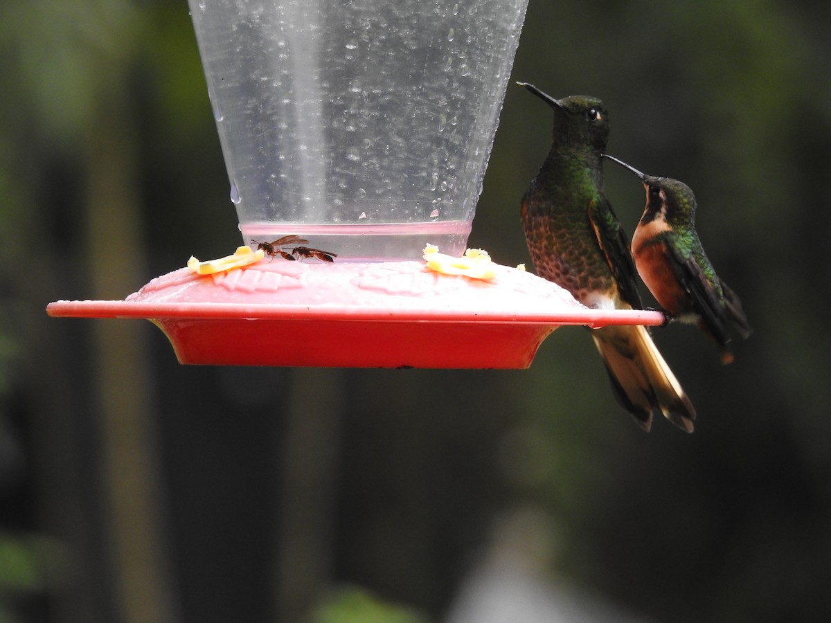 Colibrí de Mulsant - ML616051694