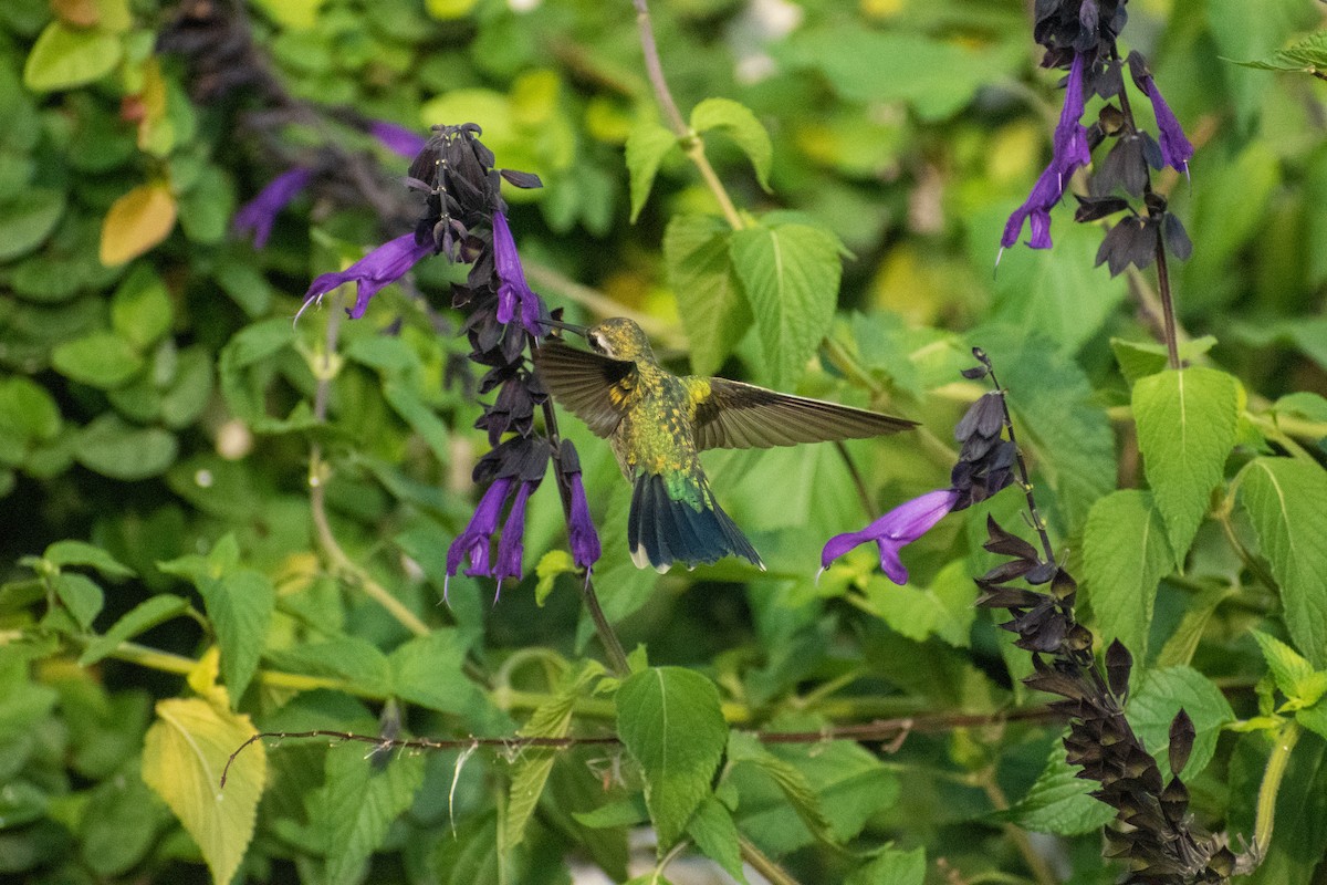 kolibřík lesklobřichý - ML616051707