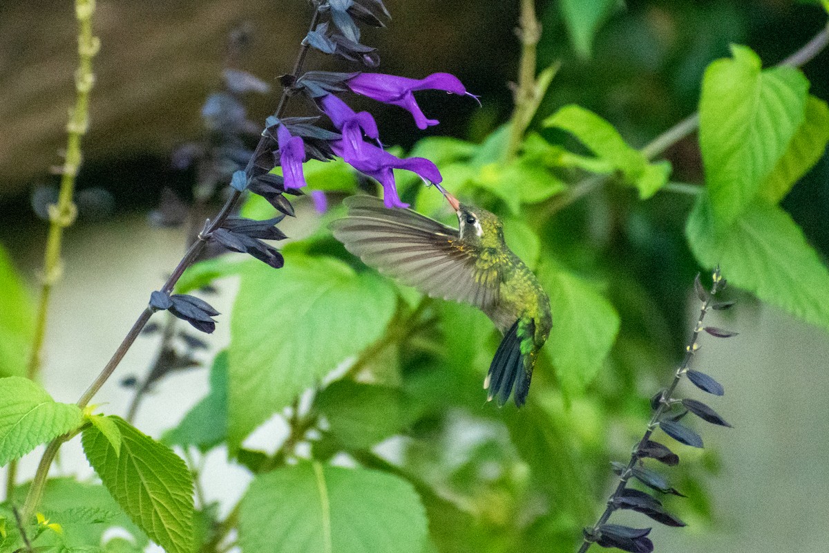 kolibřík lesklobřichý - ML616051709