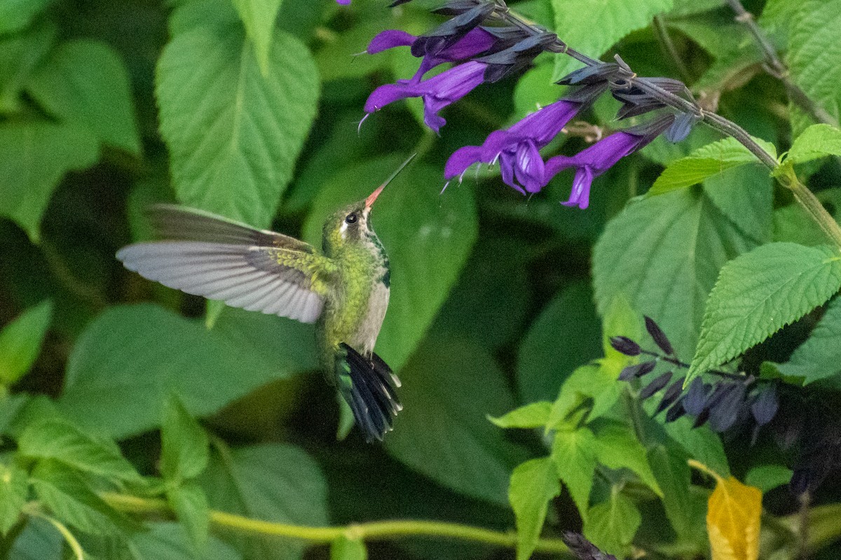 kolibřík lesklobřichý - ML616051710
