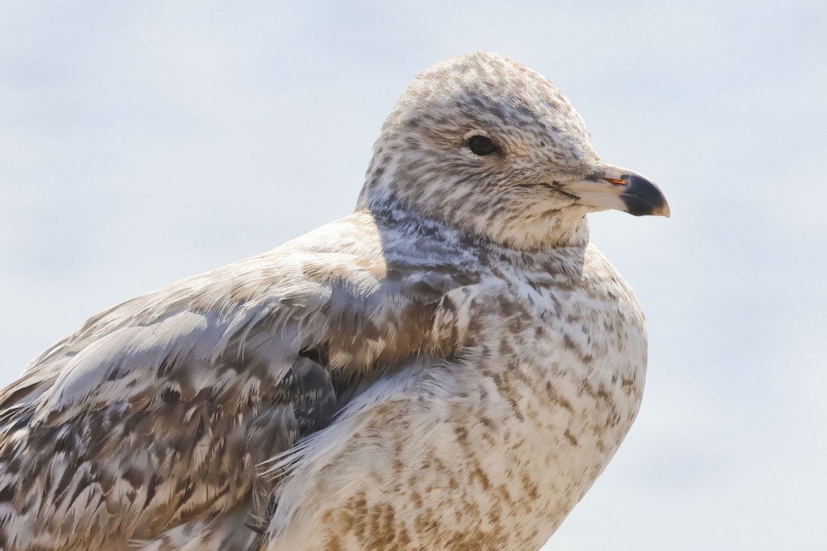 Ring-billed Gull - Mary Thurmond