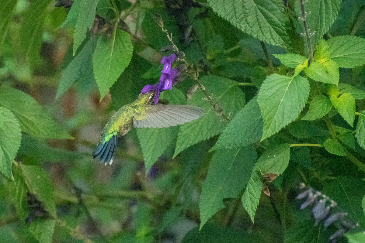 kolibřík lesklobřichý - ML616051712