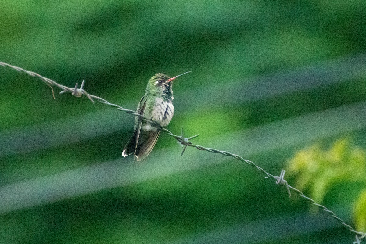 kolibřík lesklobřichý - ML616051713