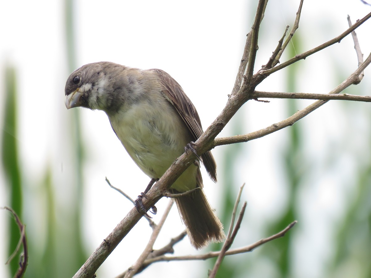 Double-collared Seedeater - ML616051812
