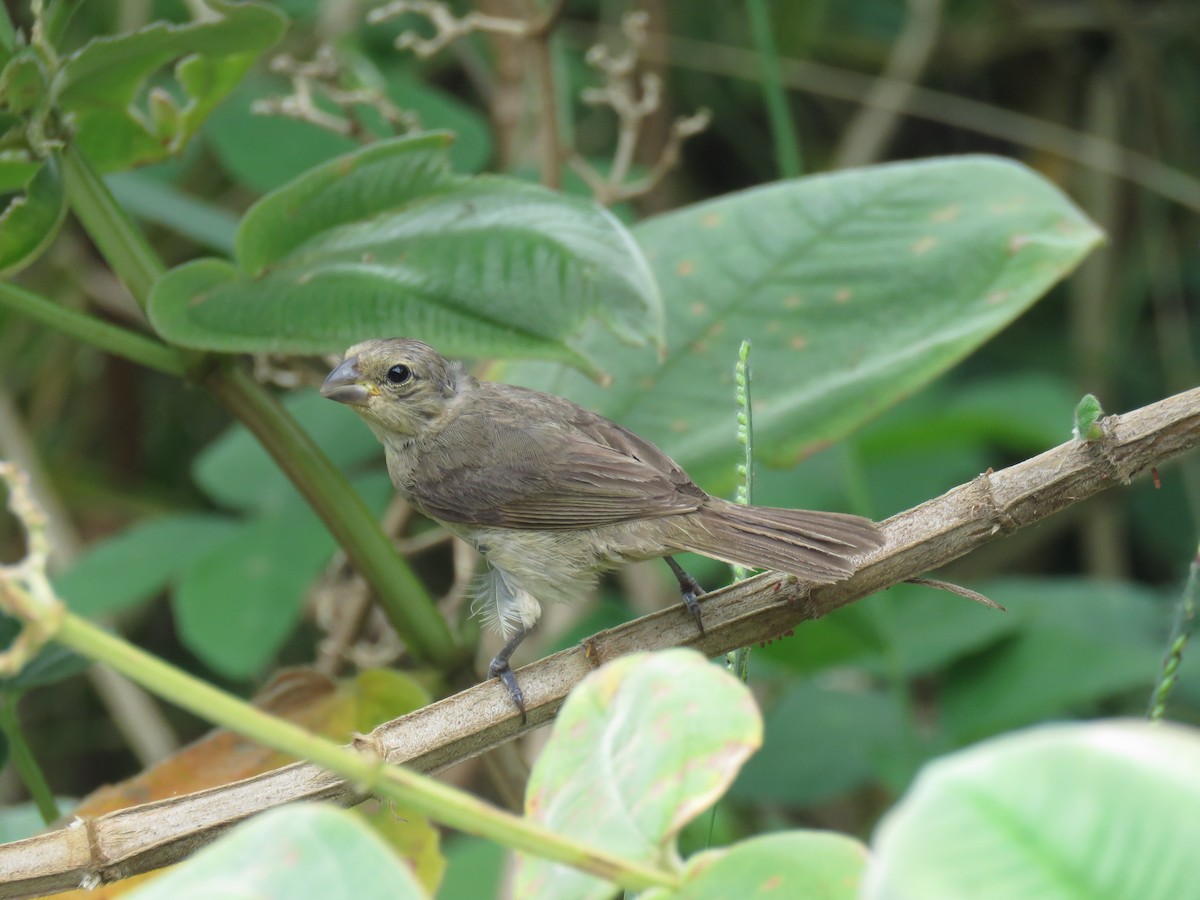 Double-collared Seedeater - ML616051813