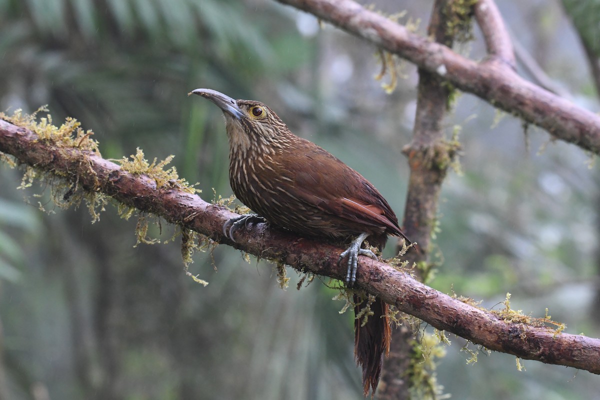 Strong-billed Woodcreeper - ML616051883